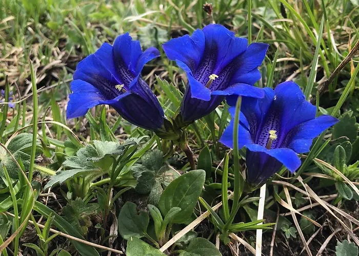 Apartment Wetterstein *